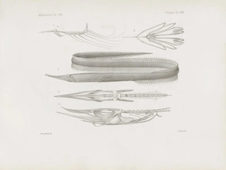 Harvard University Museum of Comparative Zoology - Memoirs of the Museum of Comparative Zoology at Harvard College Pl63.webp