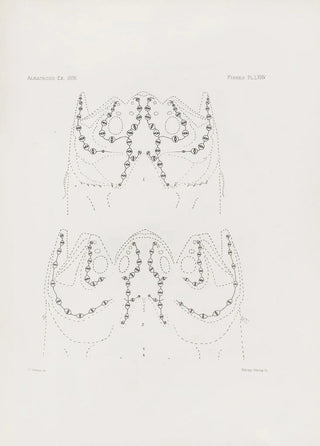 Harvard University Museum of Comparative Zoology - Memoirs of the Museum of Comparative Zoology at Harvard College Pl74.webp