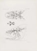 Mémoires du Musée de zoologie comparée du Harvard College Pl78 - Musée de Zoologie Comparée de l'Université Harvard — vy av konstverket