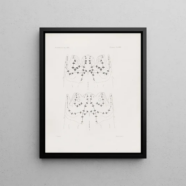 Harvard University Museum of Comparative Zoology - Memoirs of the Museum of Comparative Zoology at Harvard College Pl79.webp
