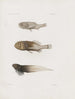 Mémoires du Musée de zoologie comparée du Harvard College Pl88 - Musée de Zoologie Comparée de l'Université Harvard — vy av konstverket