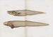 Mémoires du Pl89 - Harvard University Museum of Comparative Zoology — vy av konstverket