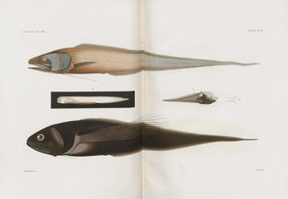Harvard University Museum of Comparative Zoology - Memoirs of the Museum of Comparative Zoology at Harvard College Pl90.webp