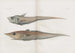 Mémoires du Pl91 - Harvard University Museum of Comparative Zoology — vy av konstverket