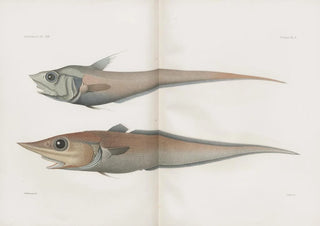 Harvard University Museum of Comparative Zoology - Memoirs of the Museum of Comparative Zoology at Harvard College Pl91.webp