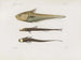 Mémoires du Muséum de zoologie comparée de Harvard College Pl92 - Musée de Zoologie Comparée de l'Université Harvard — vy av konstverket