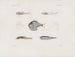 Mémoires du Muséum de zoologie comparée de Harvard College Pl93 - Musée de Zoologie Comparée de l'Université Harvard — vy av konstverket