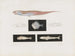 Mémoires du Muséum de zoologie comparée de Harvard College Pl95 - Musée de Zoologie Comparée de l'Université Harvard — vy av konstverket