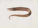 Mémoires du Muséum de zoologie comparée de Harvard College Pl97 - Musée de Zoologie Comparée de l'Université Harvard — vy av konstverket