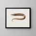 Mémoires du Muséum de zoologie comparée de Harvard College Pl97 - Musée de Zoologie Comparée de l'Université Harvard — inramlat konstverk på väggen