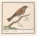 Heggenmus Prunella modularis - Anselmus Botius de Boodt — visat i en interiör