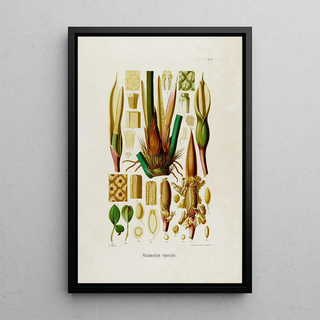 Heinrich Wilhelm Schott - Aroideae Maximilianae Pl42.webp