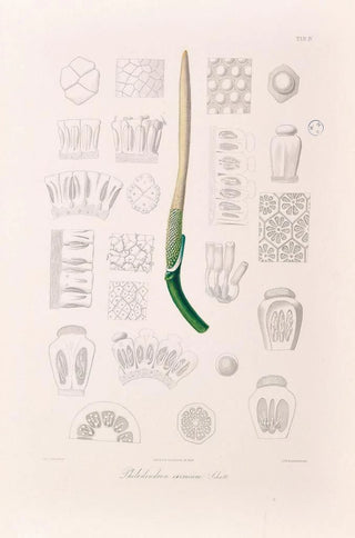 Heinrich Wilhelm Schott - Icones Aroidearum Pl04.webp