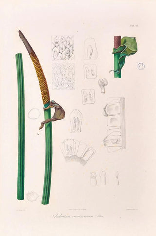 Heinrich Wilhelm Schott - Icones Aroidearum Pl13.webp