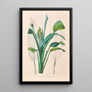 Heinrich Wilhelm Schott - Icones Aroidearum Pl29.webp