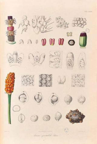 Heinrich Wilhelm Schott - Icones Aroidearum Pl33.webp