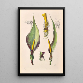 Heinrich Wilhelm Schott - Icones Aroidearum Pl40.webp