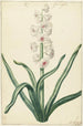 Jacinthe blanche - Hendrik Budde — vy av konstverket