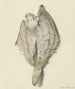 Petit poisson plat - Hendrik Gerrit ten Cate — vy av konstverket