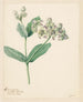 Calotropis - Hendrik Schwegman — vy av konstverket