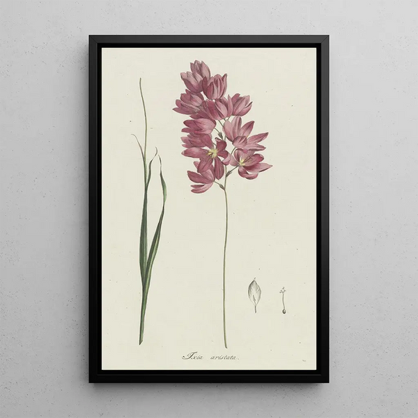 Hendrik Schwegman - Ixia patens Aiton.webp