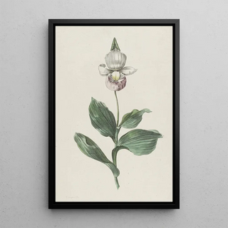 Hendrik Schwegman - Orchidee Vrouwenschoentje Cypripedium reginae Walter.webp