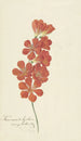 Tritonia Crocata - Hendrik Schwegman — vy av konstverket