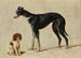En cavalier king charles spaniel sittande och en greyhound stående - Hendrik Stokvisch — vy av konstverket