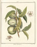 Traité des arbres fruitiers Pl04 - Henri-Louis Duhamel du Monceau — vy av konstverket