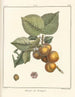 Traité des arbres fruitiers Pl09 - Henri-Louis Duhamel du Monceau — vy av konstverket