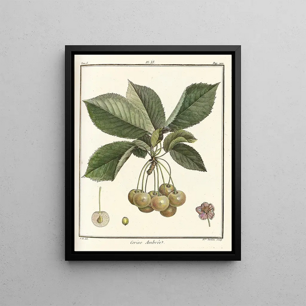 HenriLouis Duhamel du Monceau - Trait des arbres fruitiers Pl22.webp