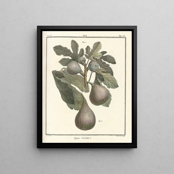 HenriLouis Duhamel du Monceau - Trait des arbres fruitiers Pl30.webp