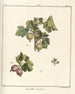 Traité des arbres fruitiers Pl41 - Henri-Louis Duhamel du Monceau — vy av konstverket