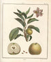 Traité des arbres fruitiers Pl46 - Henri-Louis Duhamel du Monceau — vy av konstverket