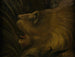 Tête de lion - Henri Rousseau — vy av konstverket