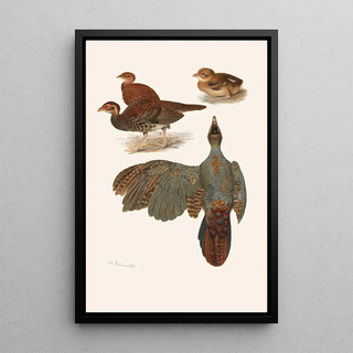 Henrik Gronvold - Plumages Of The Bornean And Siamese Crested Firebacks.webp