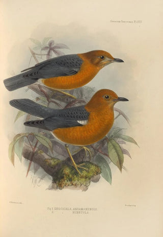 Henry Seebohm - Geocichla Andamanensis Geocichla Rubecula.webp