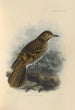 Geocichla Horsfieldi - Henry Seebohm — vy av konstverket