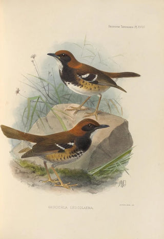Henry Seebohm - Geocichla Leucolaema.webp
