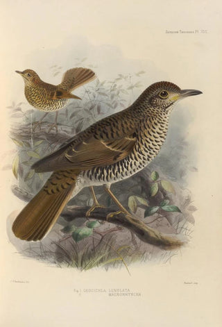 Henry Seebohm - Geocichla Lunulata Geocichla Macrorhyncha.webp