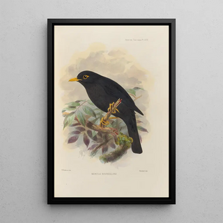 Henry Seebohm - Merula Bourdilloni.webp