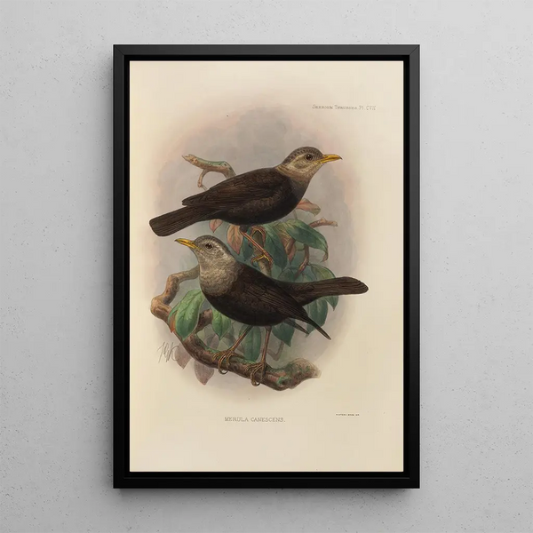 Henry Seebohm - Merula Canescens.webp