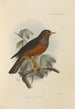 Merula Celebensis - Henry Seebohm — vy av konstverket