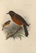 Merula Chrysolaus - Henry Seebohm — vy av konstverket