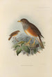 Merula Erythropleura - Henry Seebohm — vy av konstverket