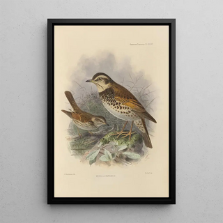 Henry Seebohm - Merula Eunomus.webp