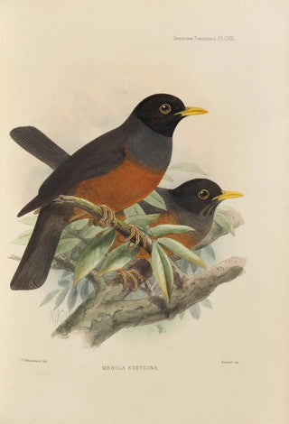 Henry Seebohm - Merula Euryzona.webp