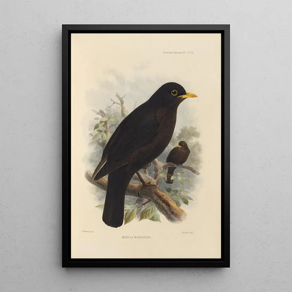 Henry Seebohm - Merula Mandarina.webp
