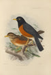 Merula Protomomelaena - Henry Seebohm — vy av konstverket