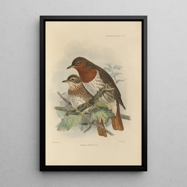 Henry Seebohm - Merula Ruficollis.webp